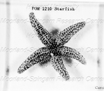 Picture of a Starfish