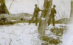soldiers cutting down tree